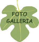 Galleria Fotografica